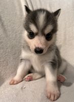 Pomsky puppy