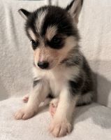 Pomsky Puppy
