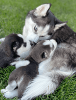 Pomsky Puppies for sale in Texas City, TX, USA. price: $800