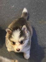 Pomsky Puppies for sale in Riverside, CA, USA. price: $500
