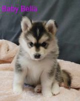 Pomsky puppies