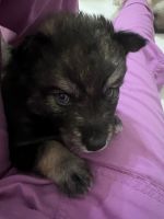 Sugar Valley Pomsky’s-4 girls/2boys