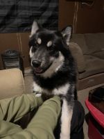11 month old male Pomsky intact