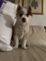 Pomsky Puppies for sale in Palm Beach Gardens, Florida. price: $1,200