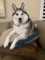 Pomsky Puppies for sale in Naples, Florida. price: $100