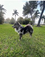 Pomsky Puppies for sale in Miami, Florida. price: $3,000