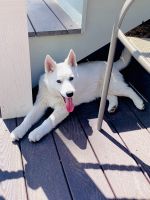 Pomsky Puppies for sale in Kalispell, Montana. price: $500