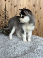 Pomsky Puppies for sale in Staples, MN 56479, USA. price: $1,350