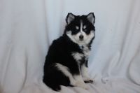 Pomsky Puppies for sale in Hummelstown, Pennsylvania. price: $1,600