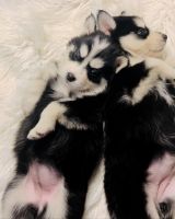 Pomsky Puppies for sale in Scottsdale, Arizona. price: $500