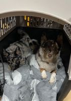 Rei - Female F2 Red Merle Pomsky