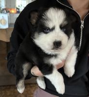 Tea-cup pomskys for sale