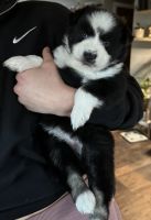 Tea-cup pomskys for sale