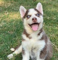 Pomsky Puppies for sale in Sydney, New South Wales. price: $1,500