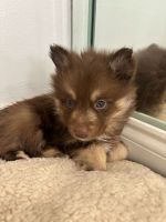 Pomsky Puppies for sale in Tampa, Florida. price: $3,000
