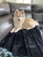 Pomsky Puppies for sale in Westland, Michigan. price: $800