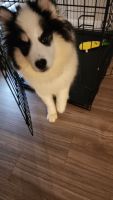 Pomsky Puppies for sale in Franklin, Ohio. price: $400