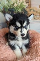 Pomsky Puppies for sale in Spring Hill, FL, USA. price: $1,800