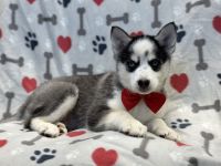 Pomsky Puppies for sale in Lakeland, Florida. price: $395