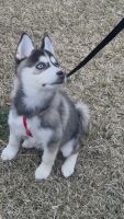 Pomsky Puppies for sale in Huber Heights, Ohio. price: $800