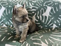 Pomsky Puppies for sale in Sewell, New Jersey. price: $2,000