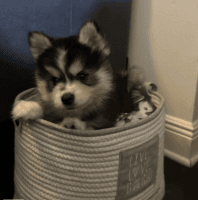 Pomsky Puppies for sale in Palm Bay, Florida. price: NA
