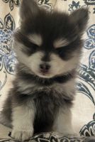 Pomsky Puppies for sale in St. Louis, Missouri. price: $900
