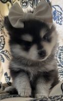 Pomsky Puppies for sale in St. Louis, Missouri. price: $1,000