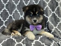 Pomsky Puppies for sale in Lakeland, Florida. price: $395