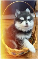 Pomsky Puppies for sale in St. Louis, Missouri. price: $850