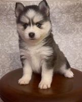 Pomsky Puppies for sale in North Andover, Massachusetts. price: $3,000