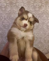 Pomsky Puppies for sale in North Andover, Massachusetts. price: $3,000
