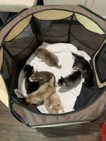 Pomsky Puppies for sale in Fort Worth, Texas. price: $2,000