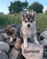Pomsky Puppies for sale in Alpine, Utah. price: $2,300