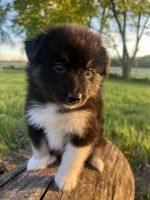 Pomsky Puppies for sale in Waverly, Nebraska. price: NA