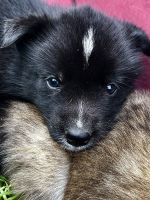 Pomsky Puppies for sale in Waverly, Nebraska. price: $2,200