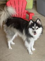 Pomsky Puppies for sale in Houston, Texas. price: $4,300