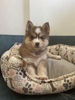 Pomsky Puppies for sale in North Andover, Massachusetts. price: $2,000