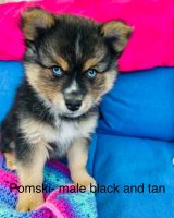 Pomsky Puppies for sale in New Port Richey, FL, USA. price: $800