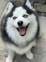 Pomsky Puppies for sale in Orange Park, FL 32003, USA. price: $2,300