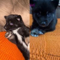 Pomsky Puppies for sale in Varysburg, NY 14167, USA. price: $1,500