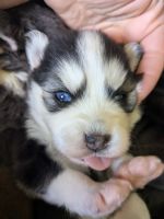 Pomsky Puppies for sale in Rose City, MI 48654, USA. price: $2,000