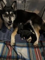 Pomsky Puppies for sale in Pensacola, FL, USA. price: $800