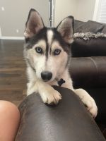 Pomsky one year old