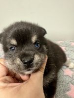 Pomsky Hybrid Boy with Heterochromia! - place him on hold TODAY