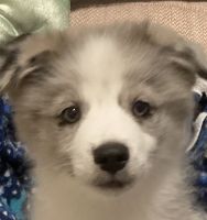 Pomsky Puppies for sale in Waterford Township, MI, USA. price: $375
