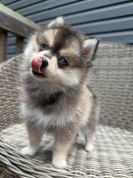 Teacup Pomsky Pups