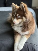 Pomsky Puppies for sale in Tempe Town Lake, Tempe, AZ, USA. price: $3,900