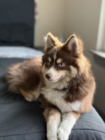 Lilly pomsky dog needs awesome people to take car of her