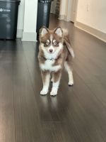 Lilly pomsky dog needs awesome people to take car of her
